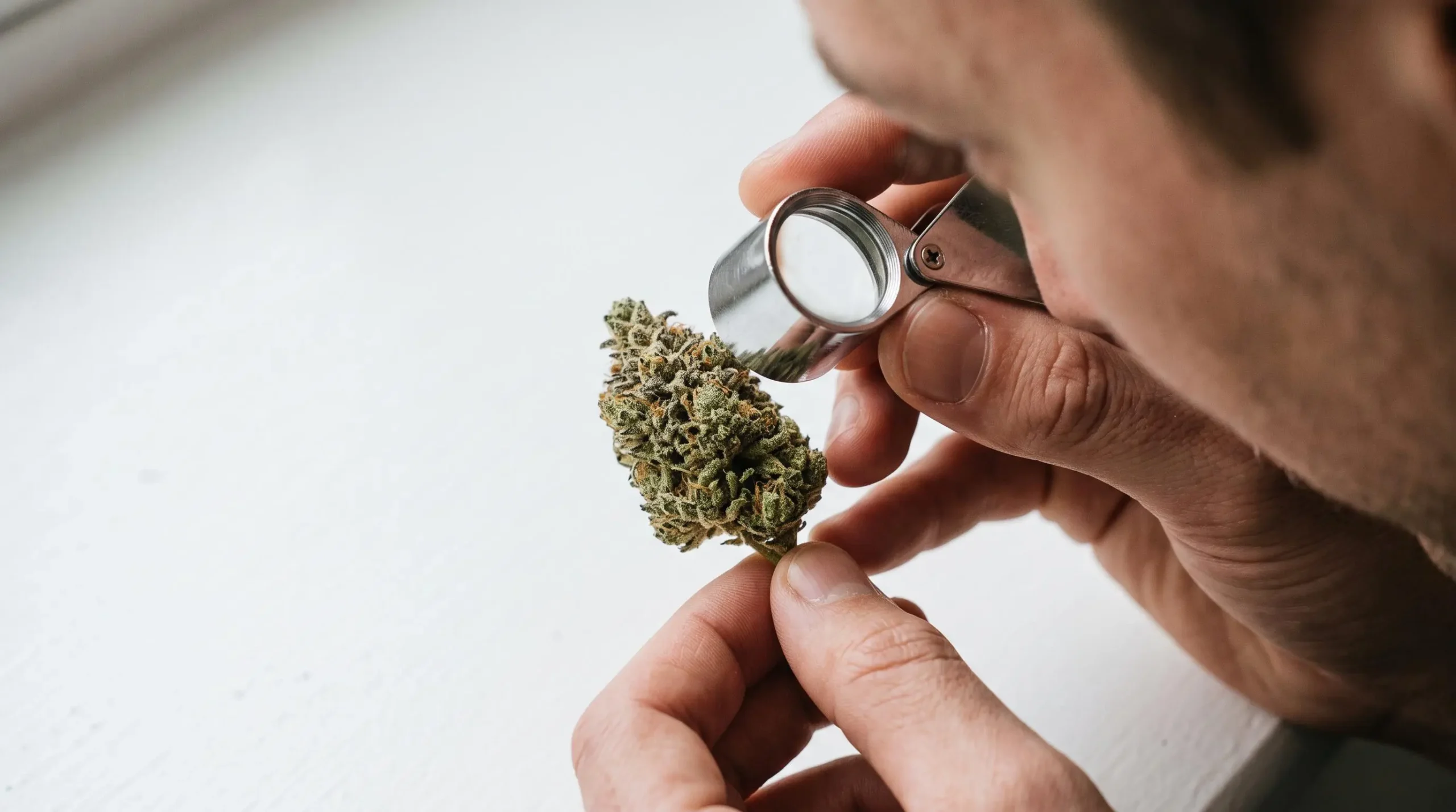 Main tenant une loupe pour inspecter de près la qualité et les trichomes d'une fleur de CBD.